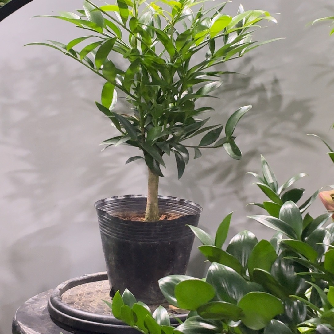 完全开放竹柏老桩一物一拍顺丰包邮