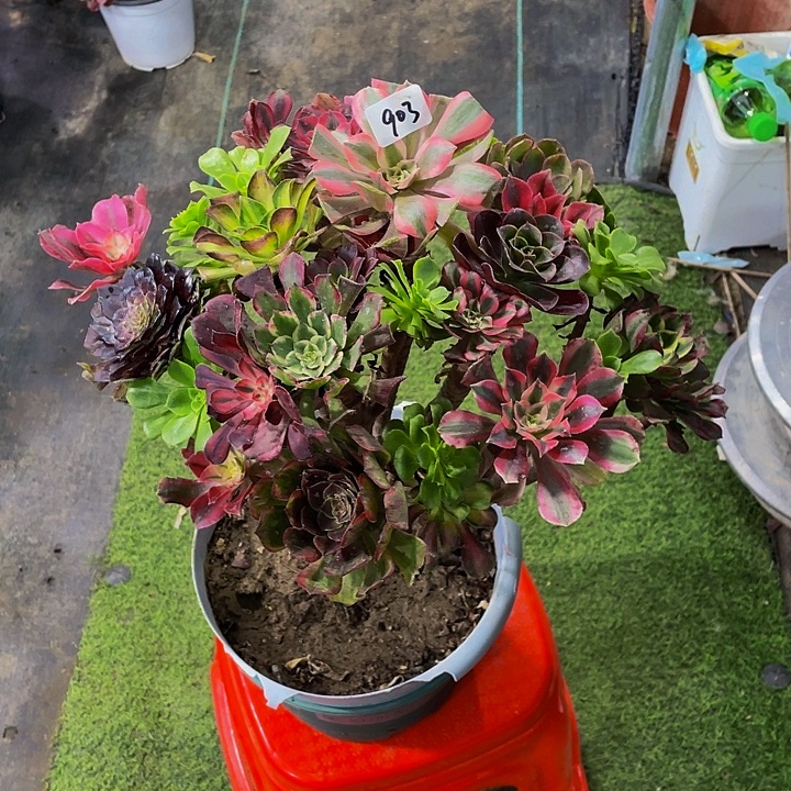 沉***默架接00000000000903号