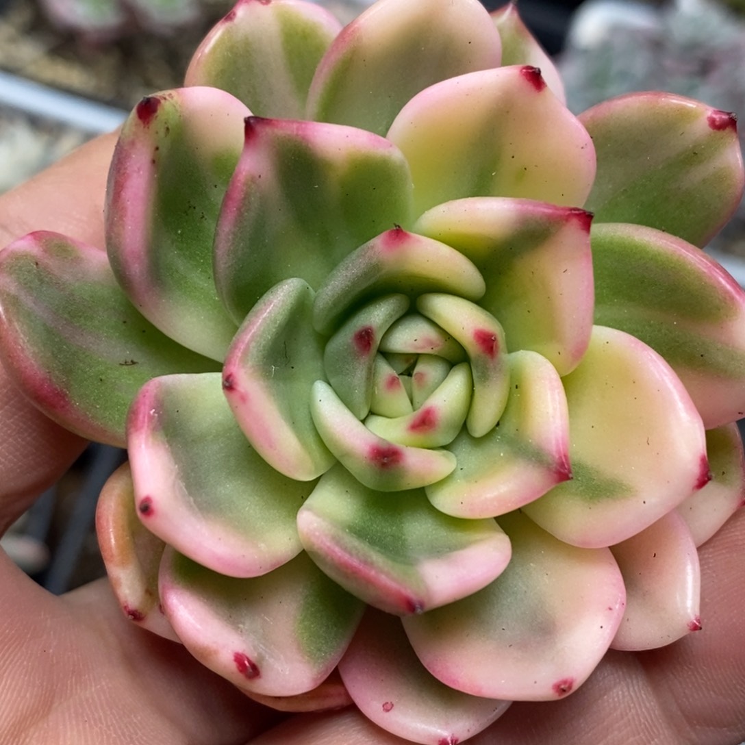 弗朗明哥锦单头带侧芽无根