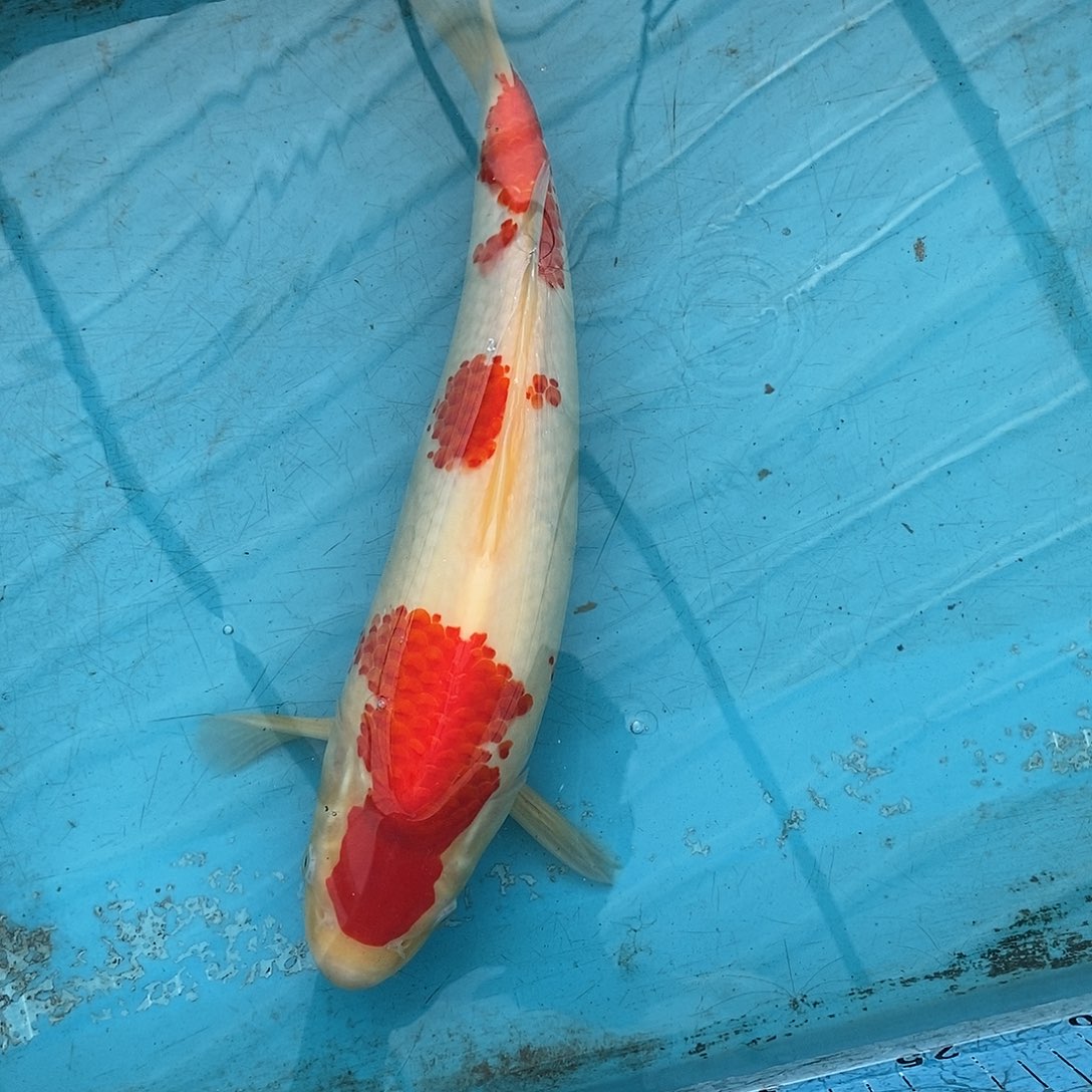 锦鲤红白37公分顺丰快递到付