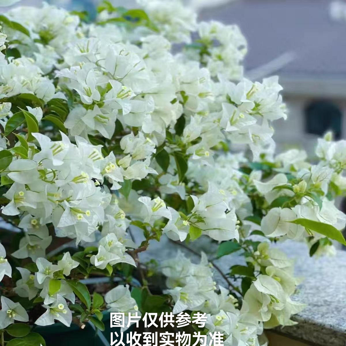 【白雪公主】三角梅花卉四季开花勤花品种基地直发