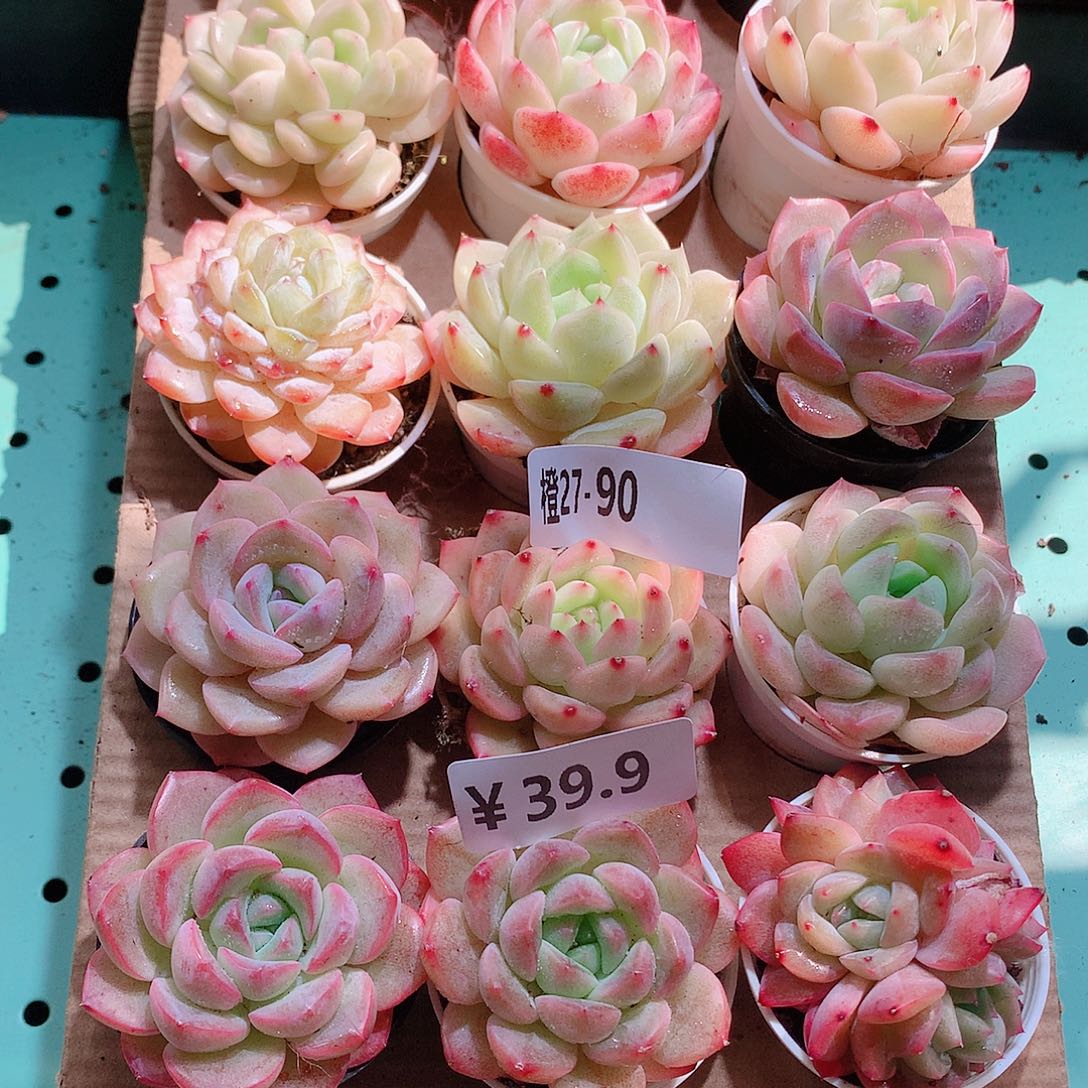 27-90一物一拍带盆18颗