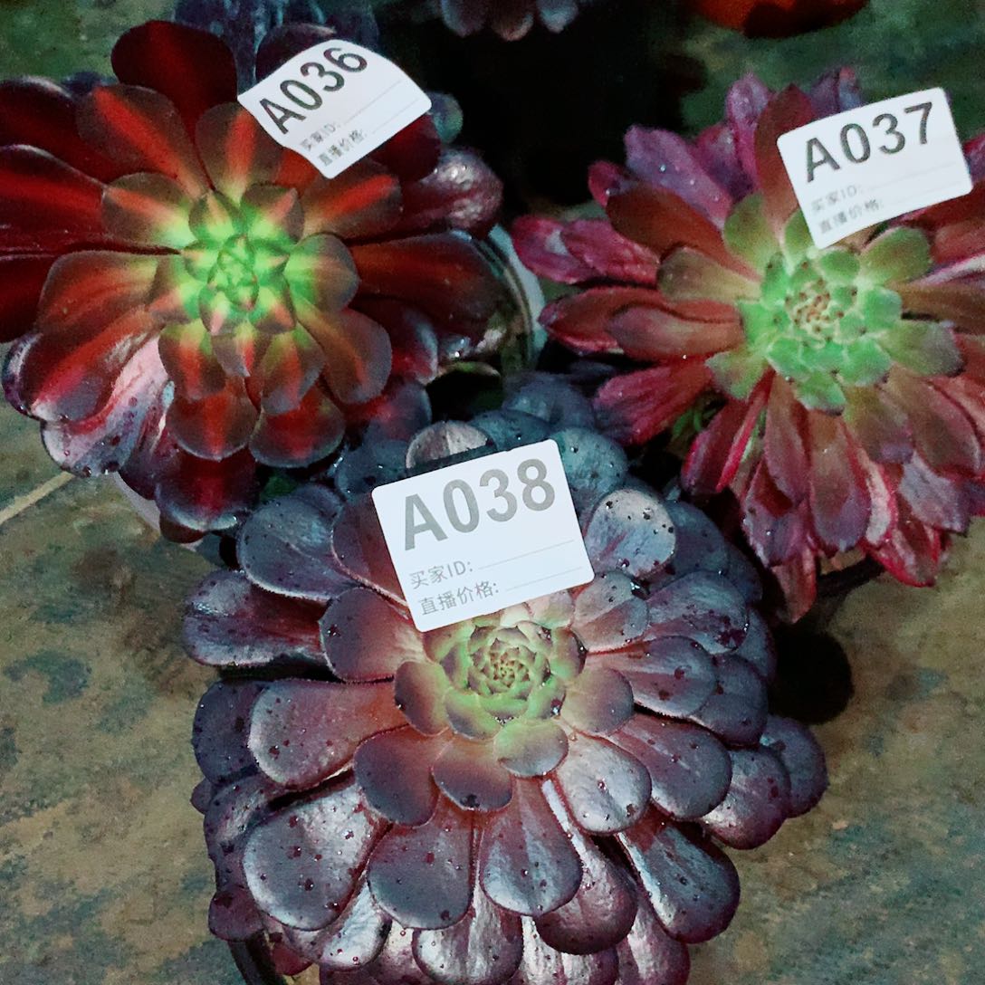 花娜➕紫霞➕黑铜壶