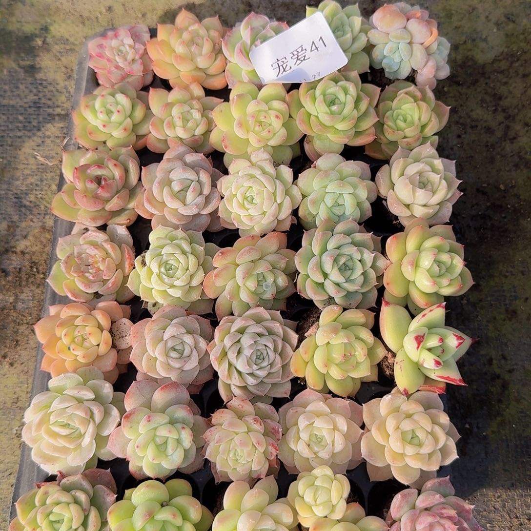 直播福利一物一拍41