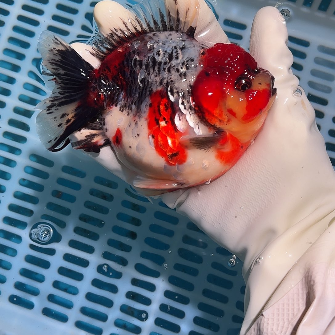 金鱼金鱼155255555155