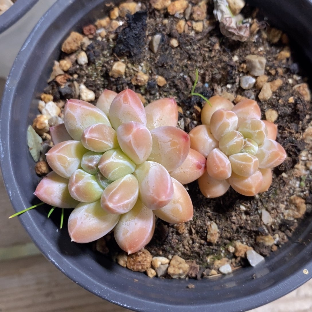 可问主播品种，下滑链接更多品种多肉选择