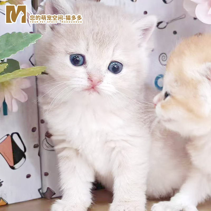 【猫多多】精品活体宠物猫金渐层美短银渐层虎斑幼崽猫通用链接