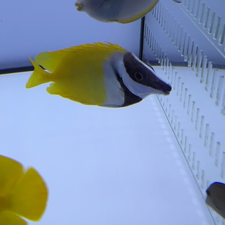 海水鱼黄狐狸 7-9cm 180 包10运费25