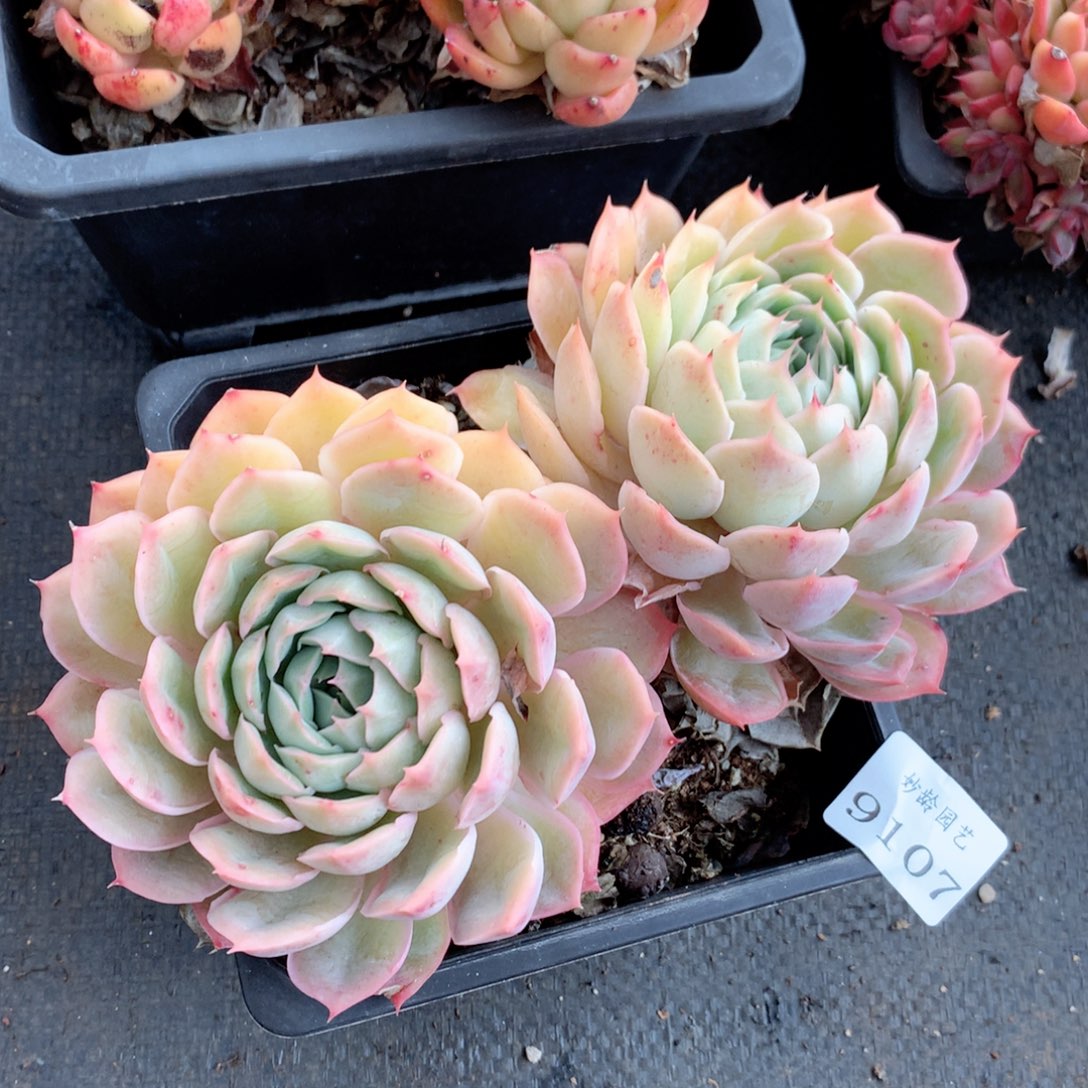 9107杂交多肉植物基地