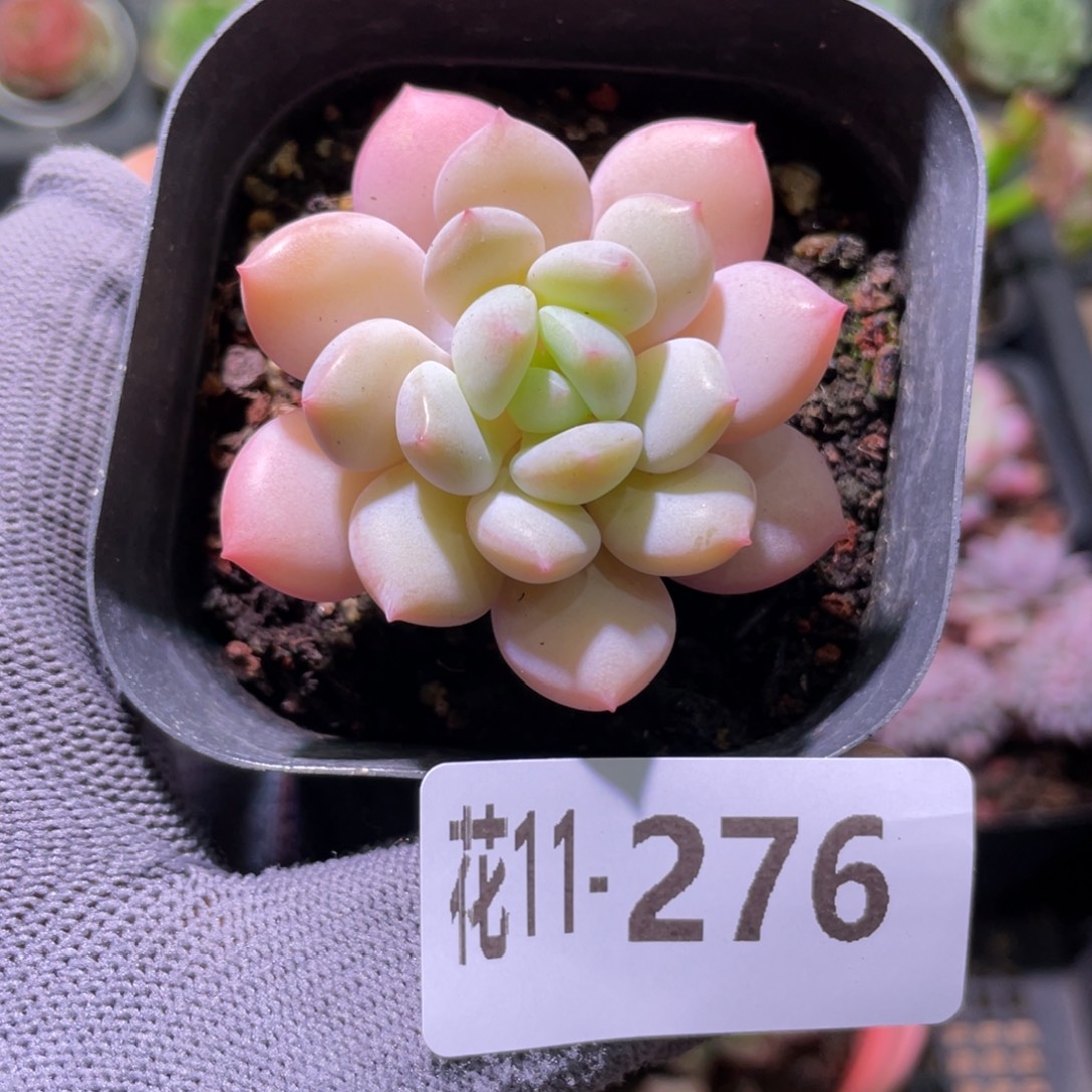 花利美11-276玉兔