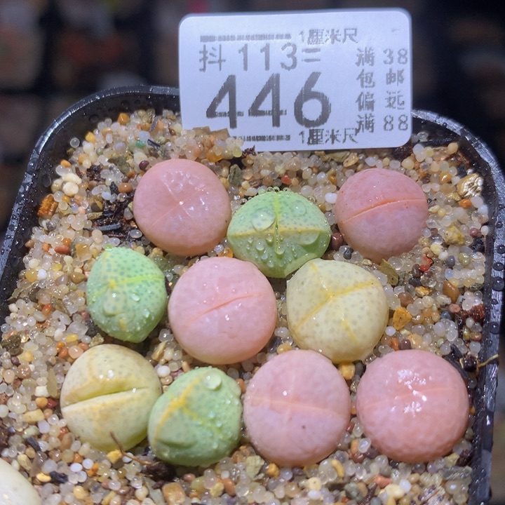 精品生石花113.446