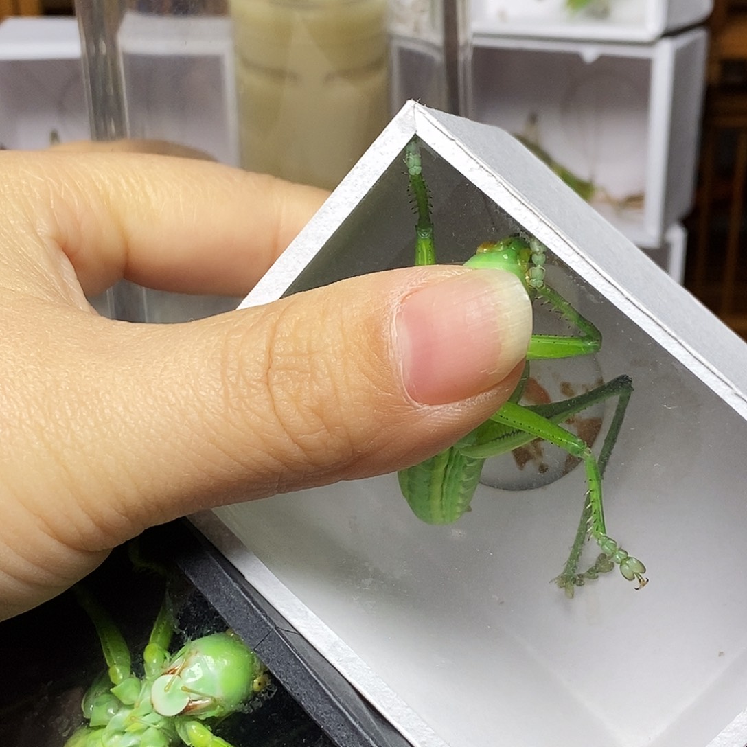 蝈蝈罐前苍➕绿蝈蝈哈哈哈哈