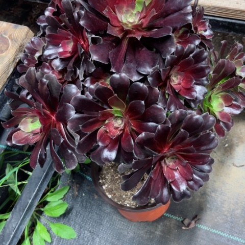 多肉植物欧若拉妖桩jin