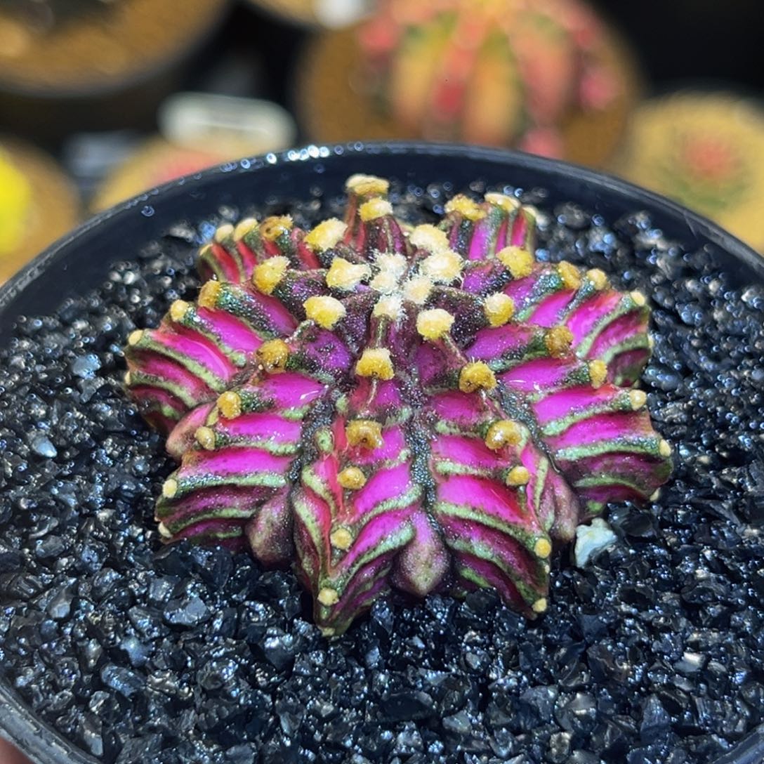 高绒紫罗兰 米哈仙人球