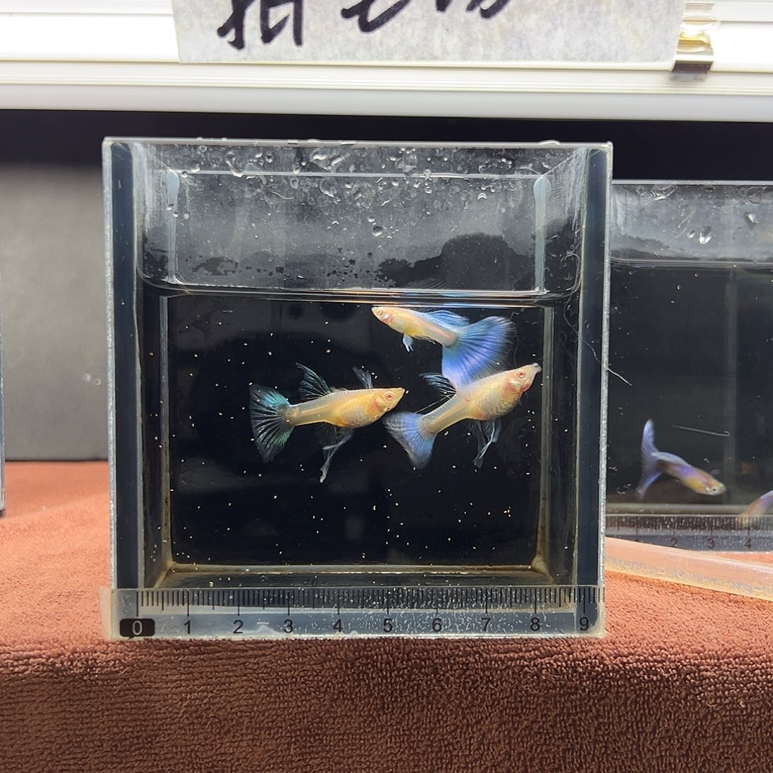 孔雀鱼蓝白大c一公两母