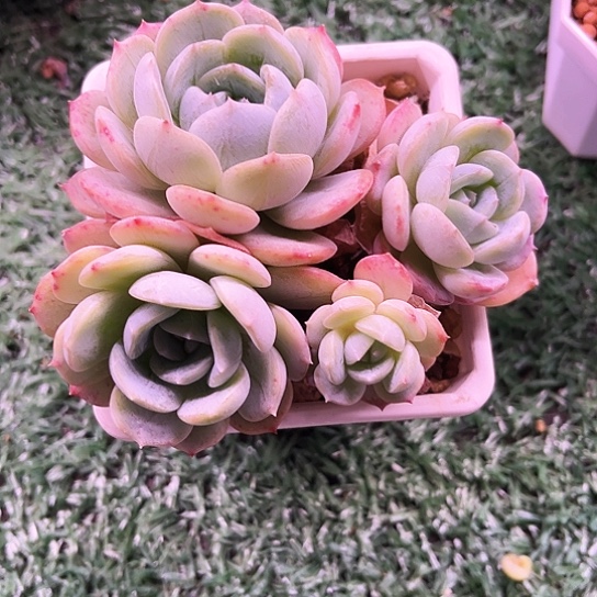 我是第一百个为妖刀应援滴打