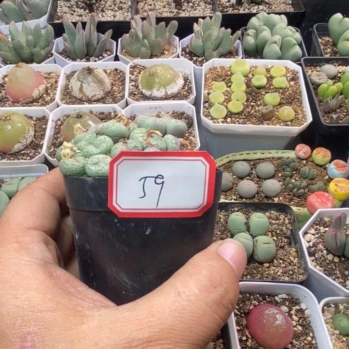 a***菊5868888888888888999888
