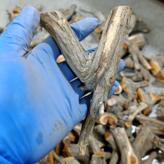 纵***间香榧木崖柏原叉崖柏原叉崖柏