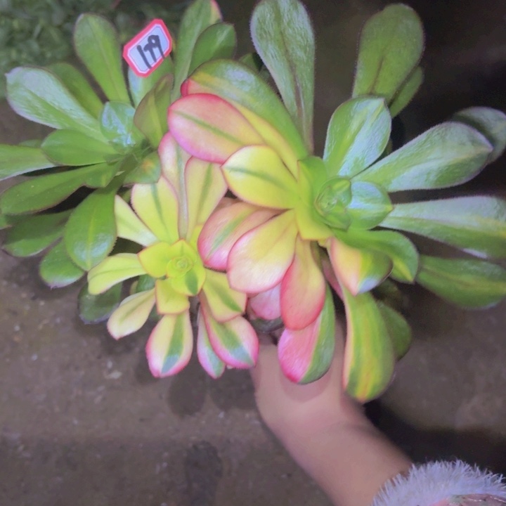 一物一拍巫独有砍朵179