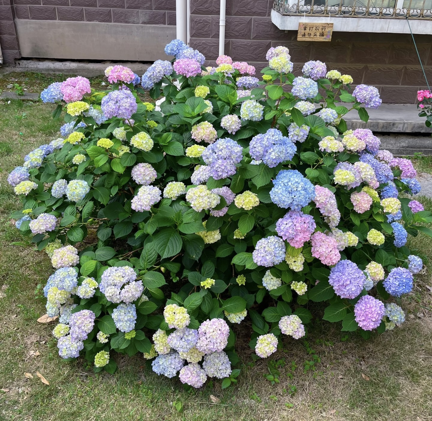 婷宝花园-大花绣球无尽夏老庄苗不带花发货