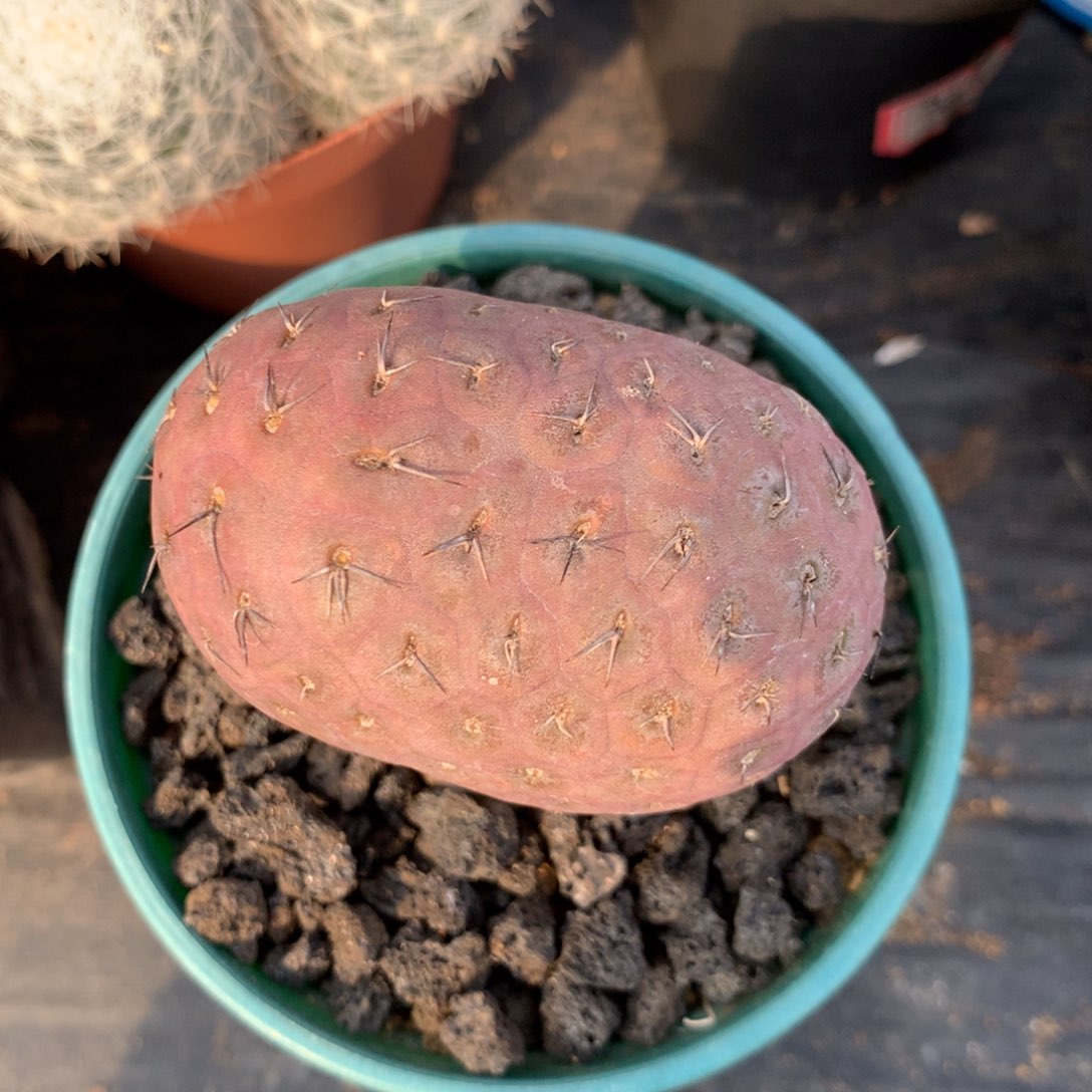 遥****?仙人球仙人球仙人球仙人球