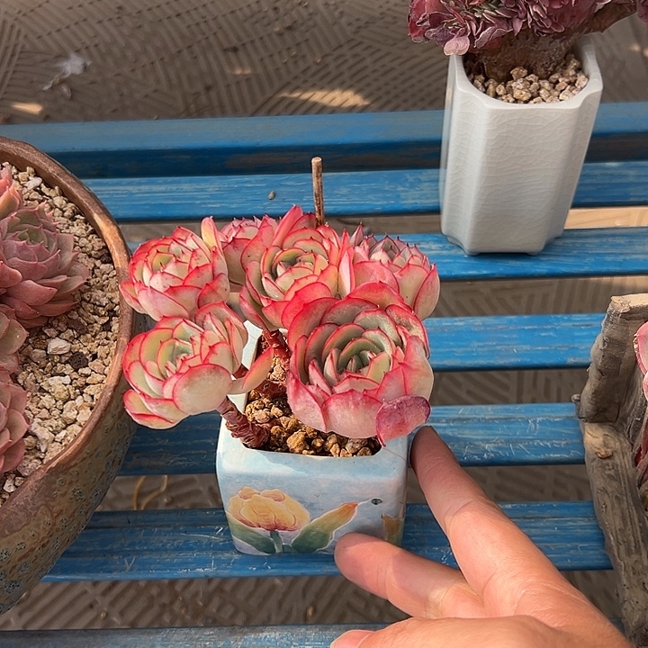 牡丹亭脱土发货10厘米