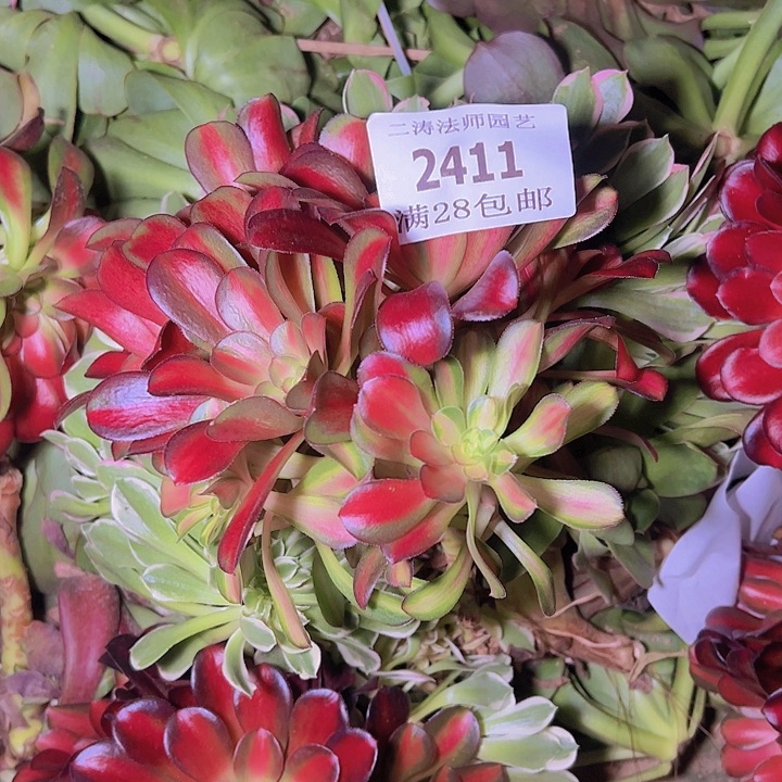 2411红日多肉母本无根