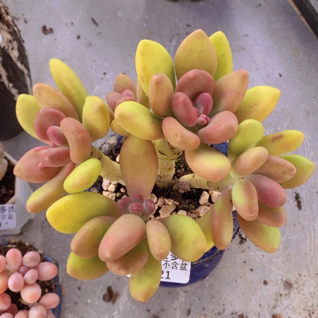 芒果奶15cm221多肉植物
