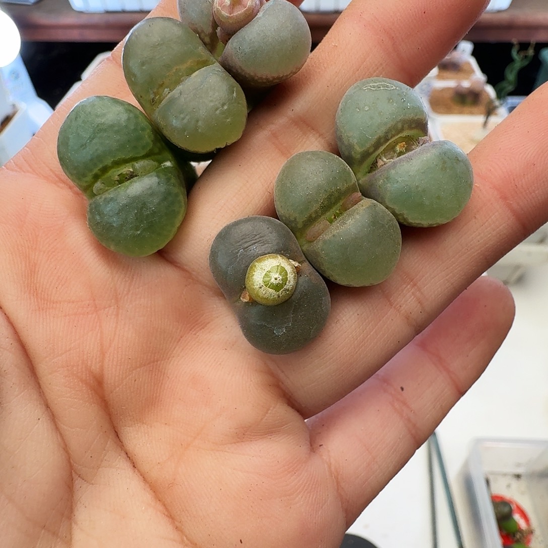 福利瑕疵风铃介意慎拍180