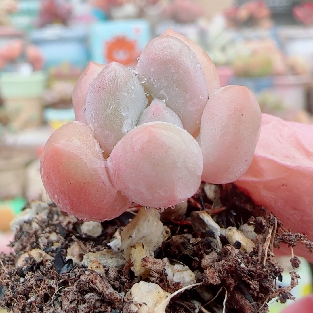 福利小香水奶 盆口3cm