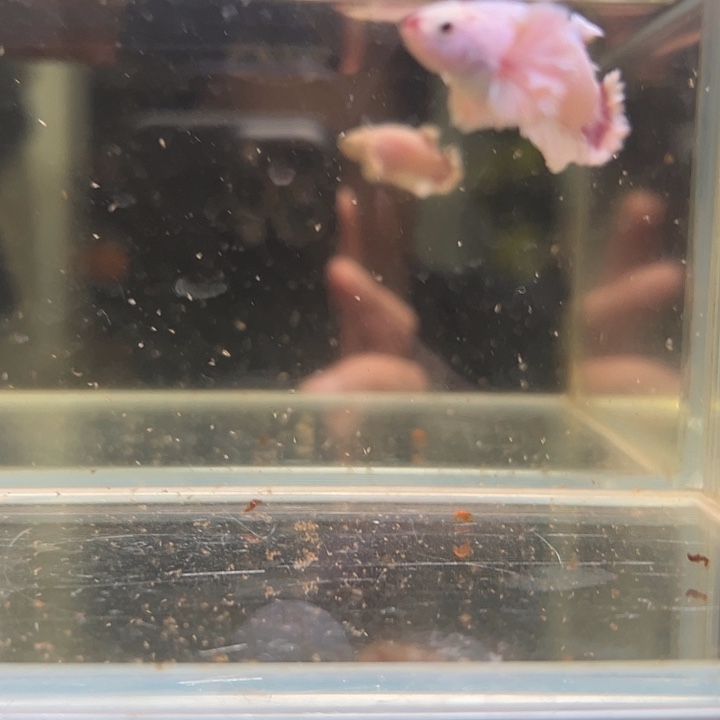 斗鱼跑單拉黑25日43母