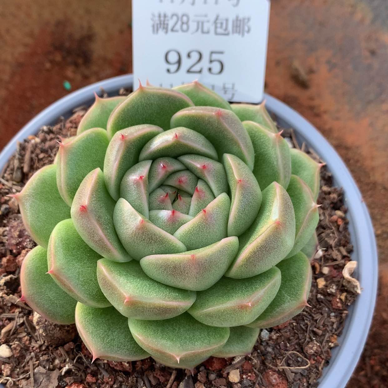 【闪购商品】云925号