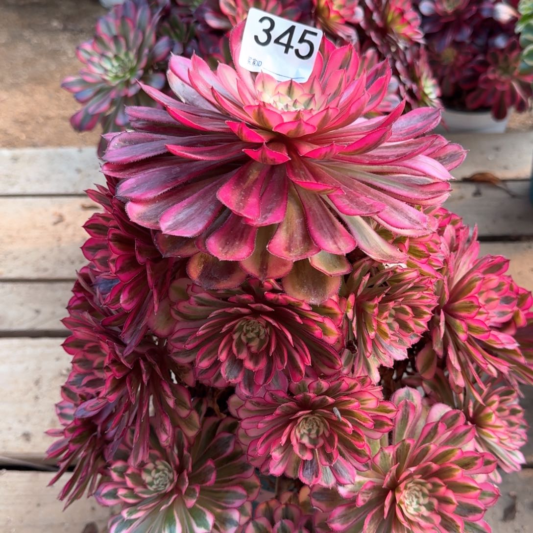 345多肉白月光手捧