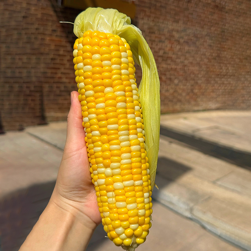 【烂果包赔】云南新鲜金银双色水果玉米现摘现发清甜带皮带壳带须