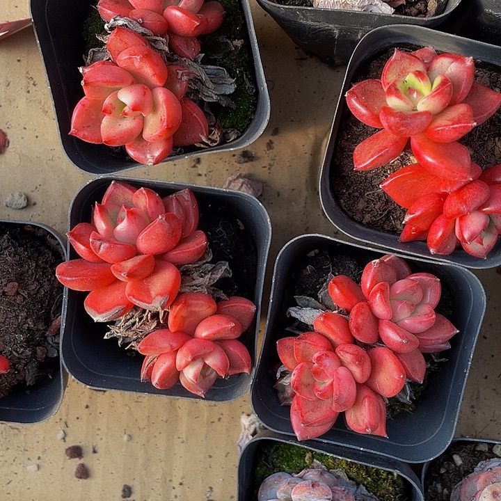 夏普特到盆土发货