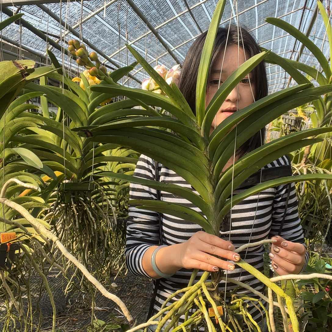 当前无花朵，栽培后可花朵2387
