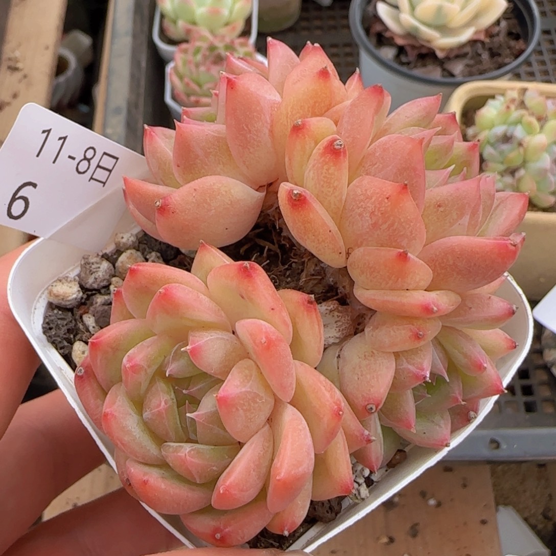 珍妮四头老桩一颗脱土