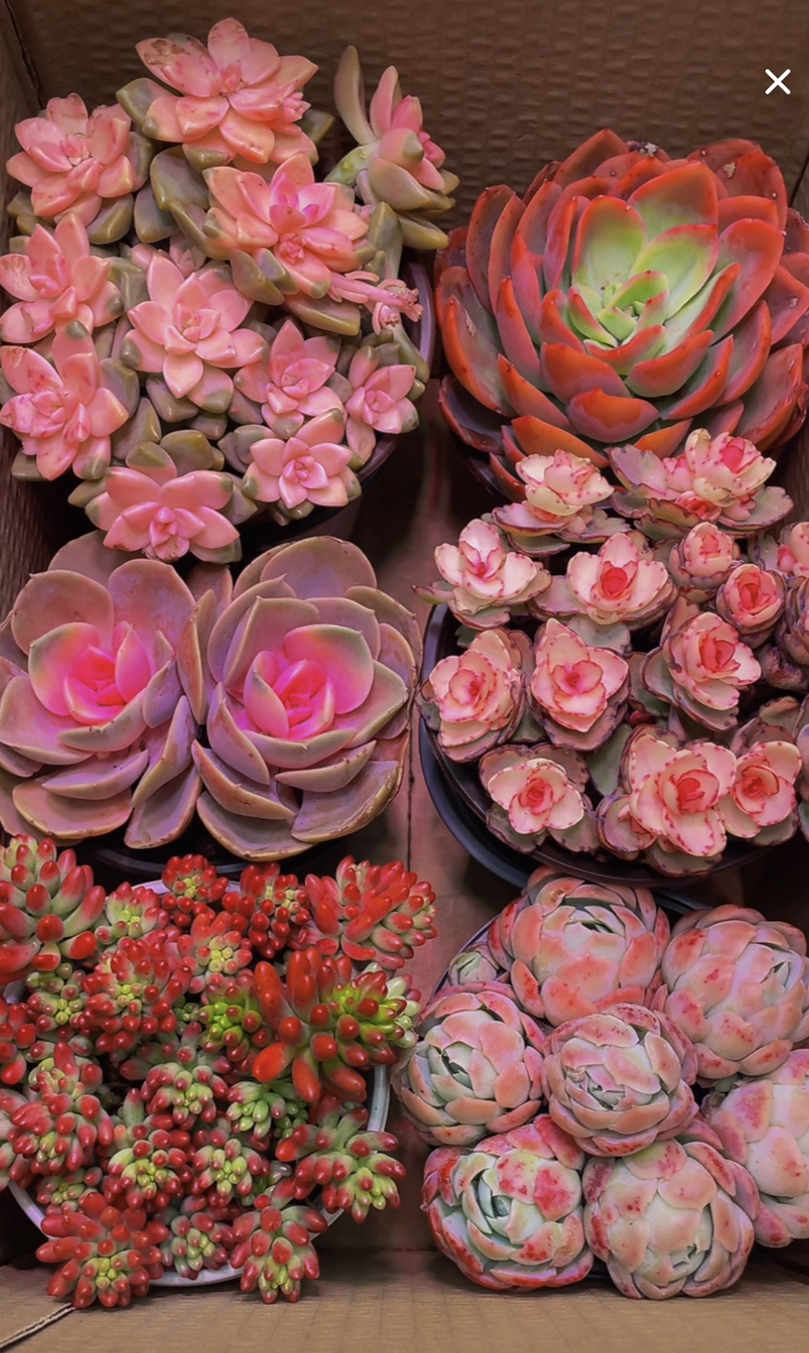 粉色热销【 6盆高品质贵货多肉】带盆带土种好栽好一整箱不重复