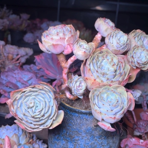 用****8多肉植物的植物