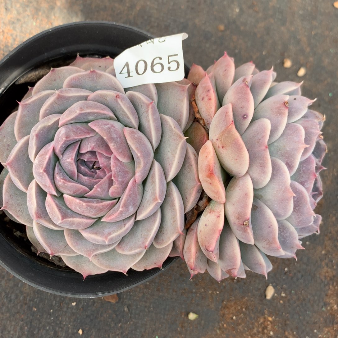 4065杂交精品基地14厘米