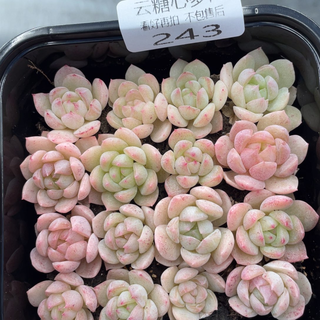 云糖心多肉植物243