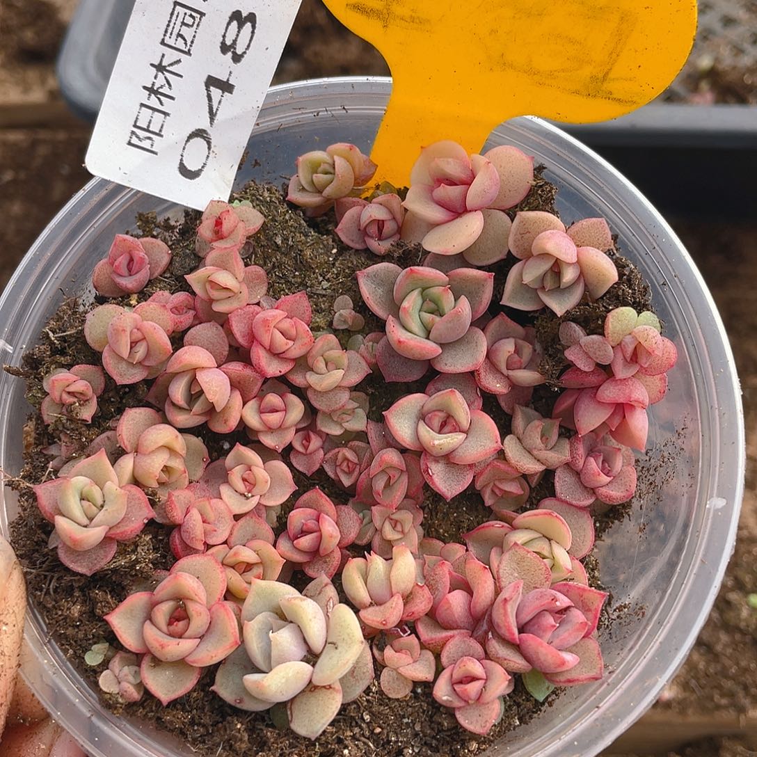 量拍多肉植物多肉植物487