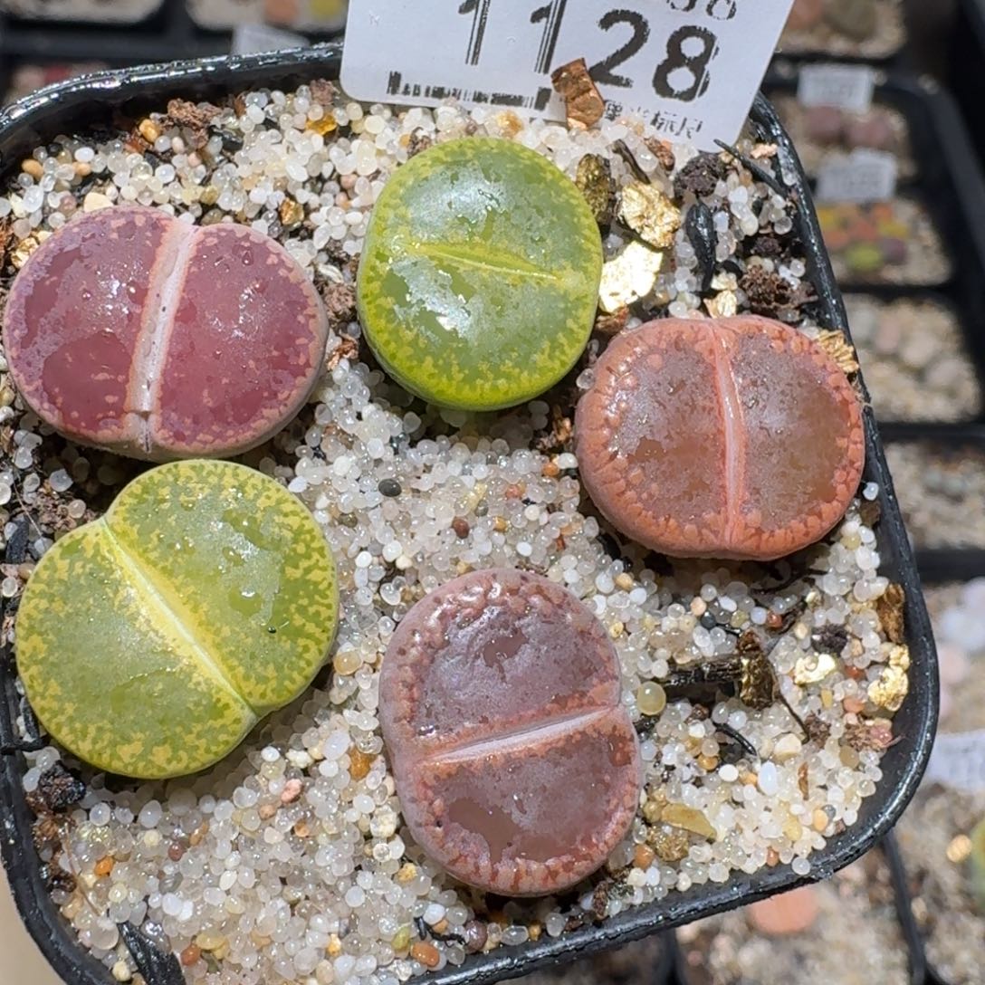 zzz好货也福利1128