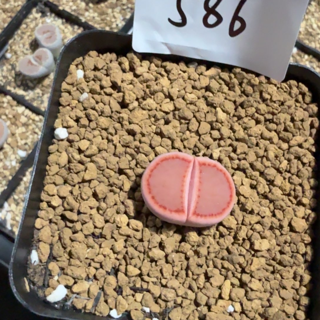 你***爱多肉多肉多肉9-586