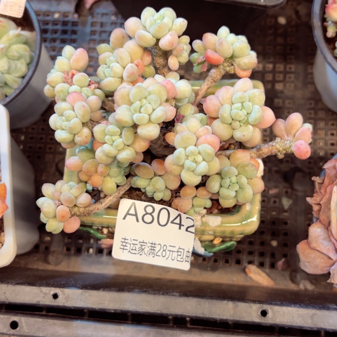 幸运的是我的朋友们