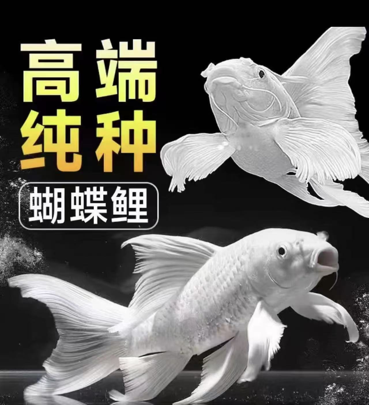 台湾纯种普身白色蝴蝶鲤冷水观赏鱼大鳍大尾好养耐活