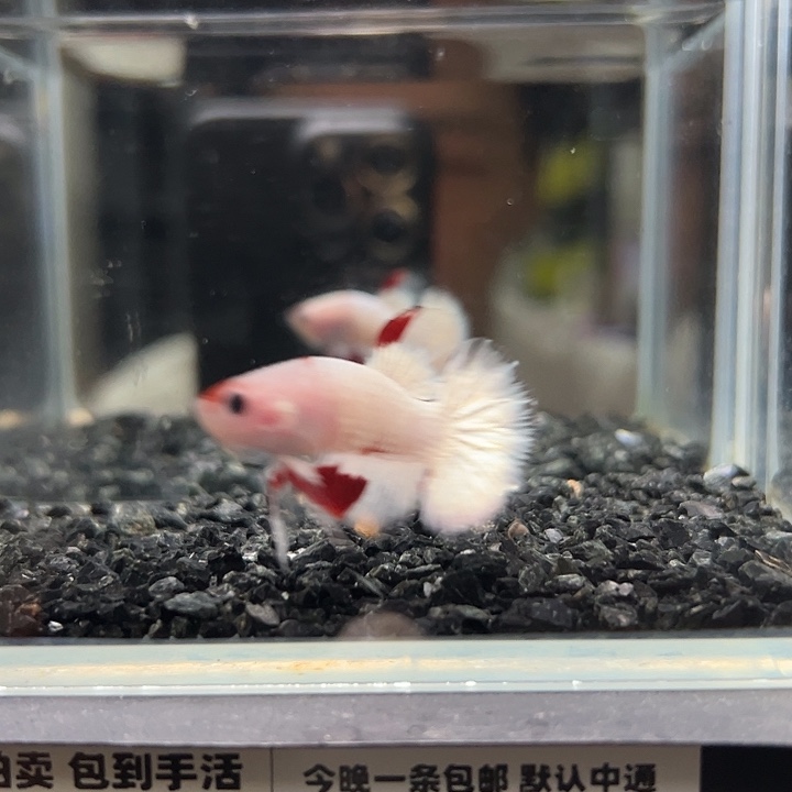 斗鱼跑单拉黑7日39