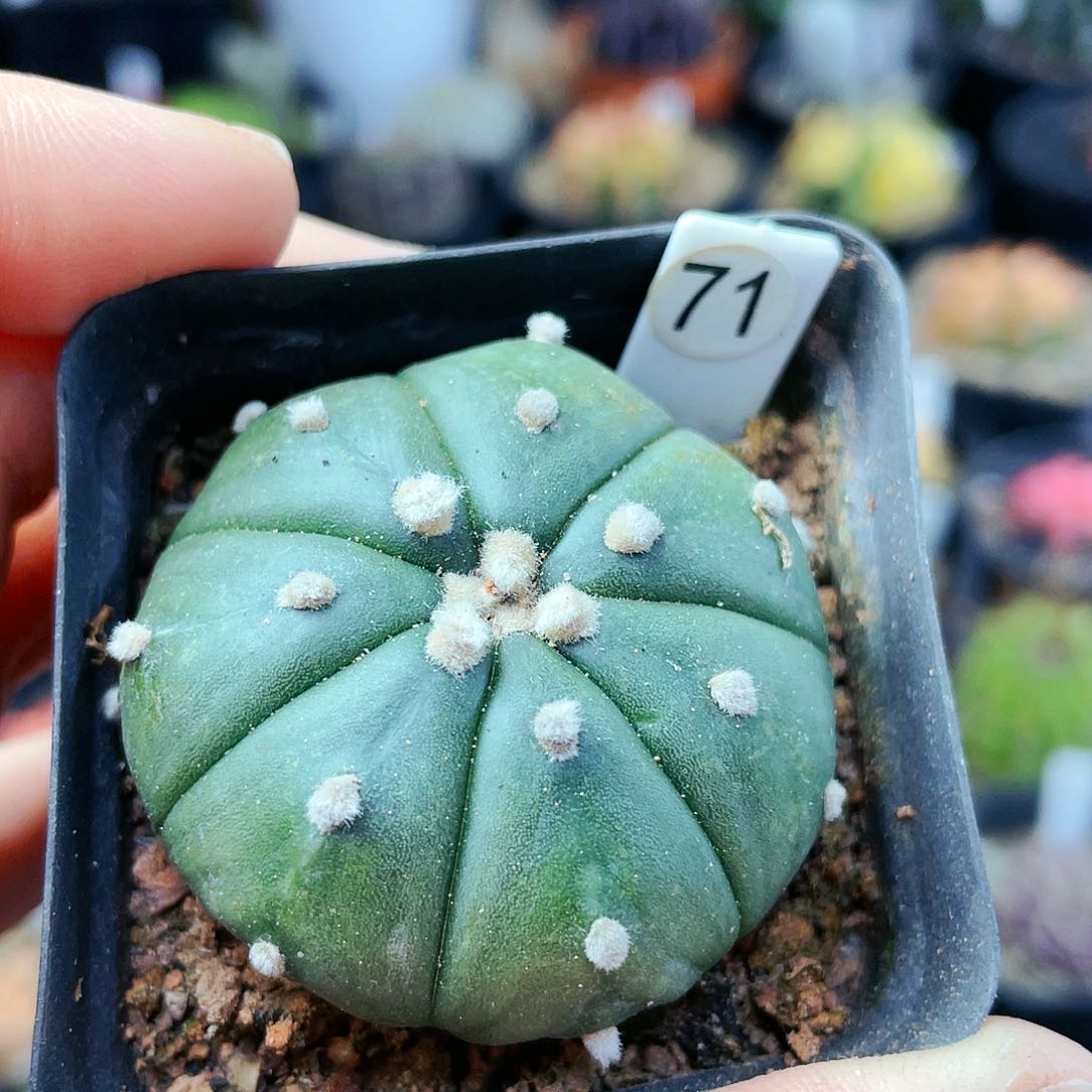 非偏远地区满25裸根发货仙人球