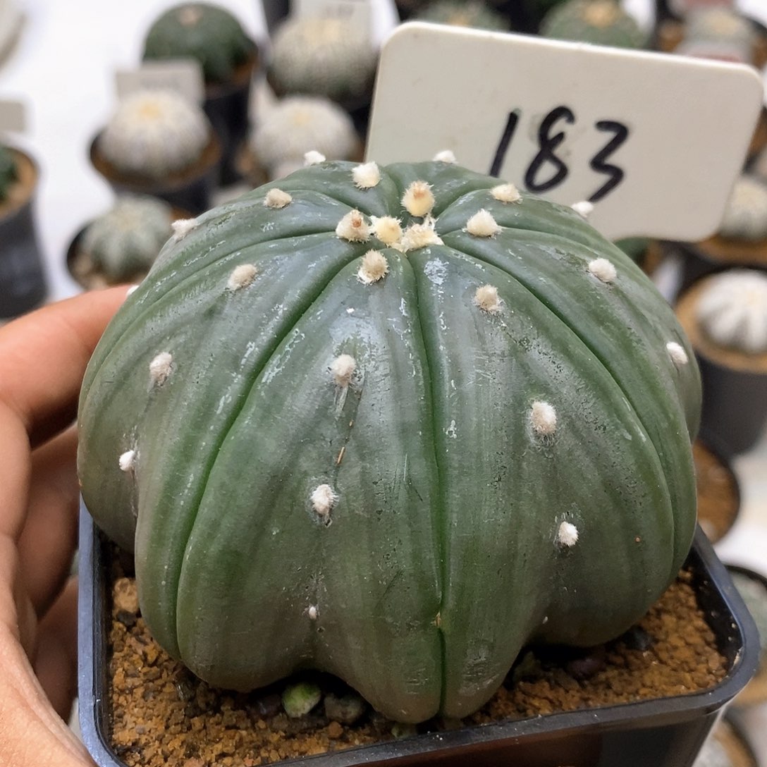 183福利特价来了打特价