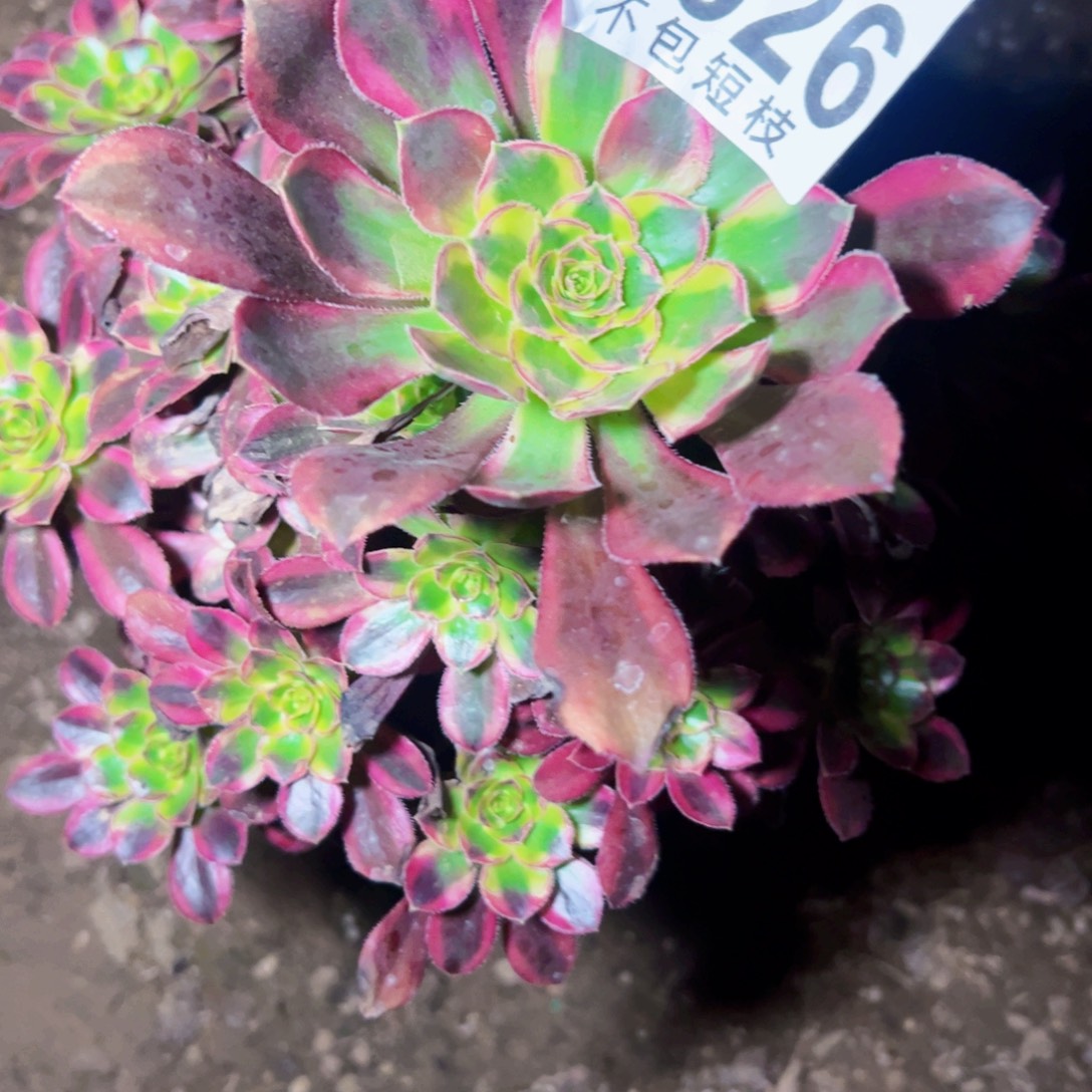 冰淇淋多肉植物2526